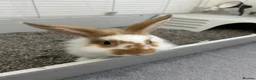 Lionhead rabbits for sale: rabbits for sale in London - Advert 3