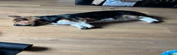 Basset Hound dogs for sale: KC Registered Litter *Due 20th August* - Advert 3