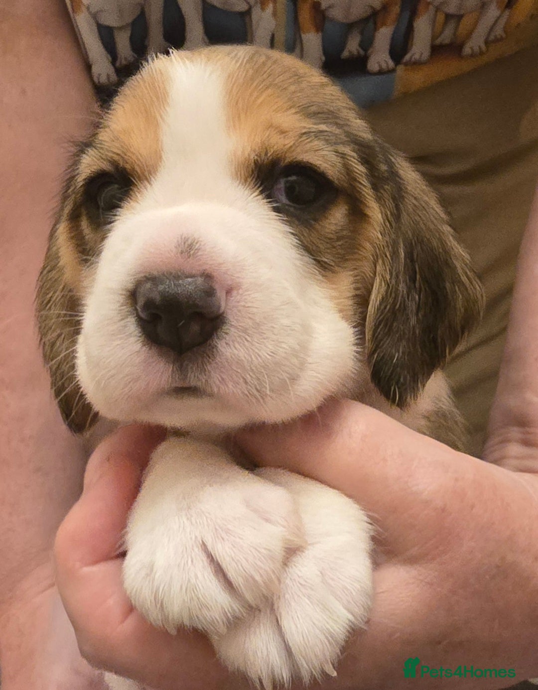 Beagle dogs for sale: KC registered Beagle pups, Rare Blue tri & tri - Advert 24