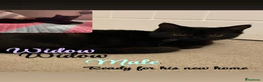 Widow