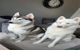 Siberian Husky dogs for sale: 2 male Siberian husky’s free to a good home  - Image 1