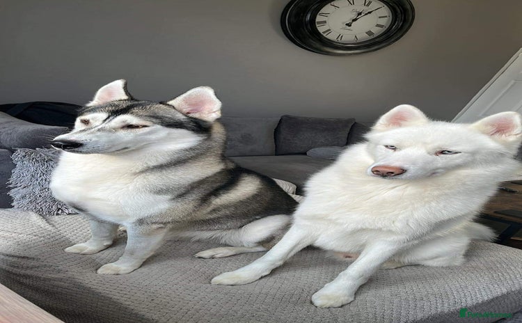 Siberian Husky dogs - Advert 8