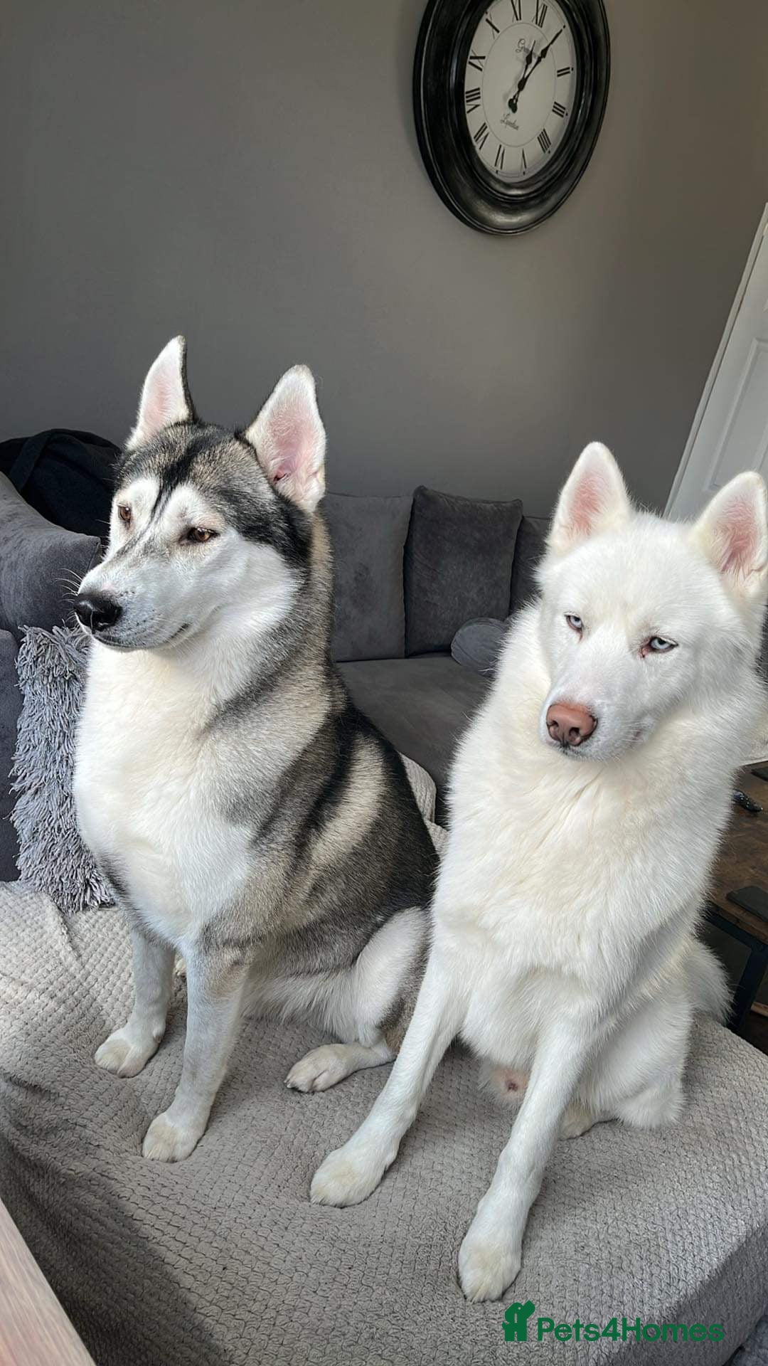 Siberian Husky dogs for sale: 2 male Siberian husky’s free to a good home  - Image 1
