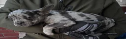 French Bulldog dogs for sale: French Bull Dog Puppies! - Advert 16