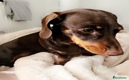 Maltese dogs for adoption: Dacshund in Rotherham - Image 1