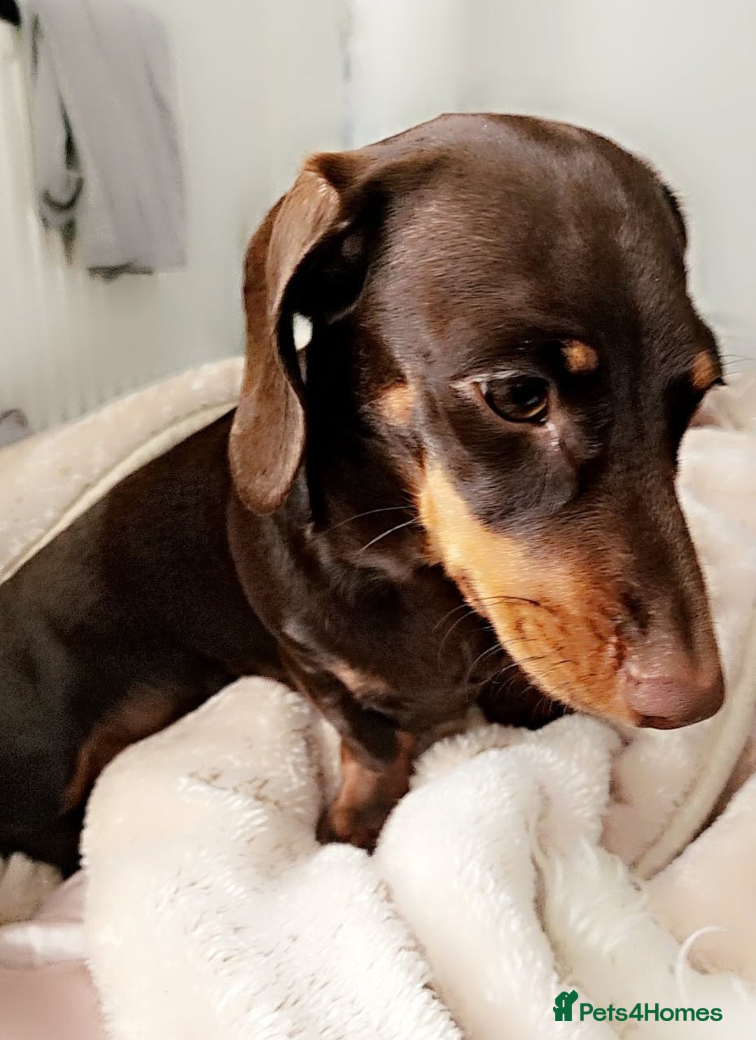 Maltese dogs for adoption: Dacshund in Rotherham - Image 1