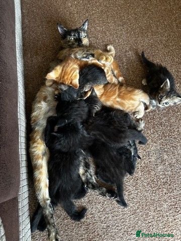 Mixed Breed cats Mixed litter - Advert 3