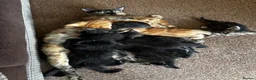 Mixed Breed cats for sale: Mixed litter - Advert 1