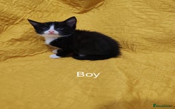 Mixed Breed cats for sale: Beautiful kittens VIDEOS - Image 23