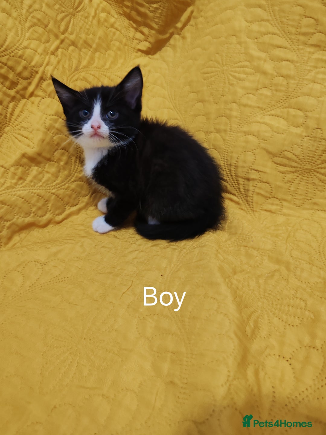 Mixed Breed cats for sale: Beautiful kittens VIDEOS - Image 23