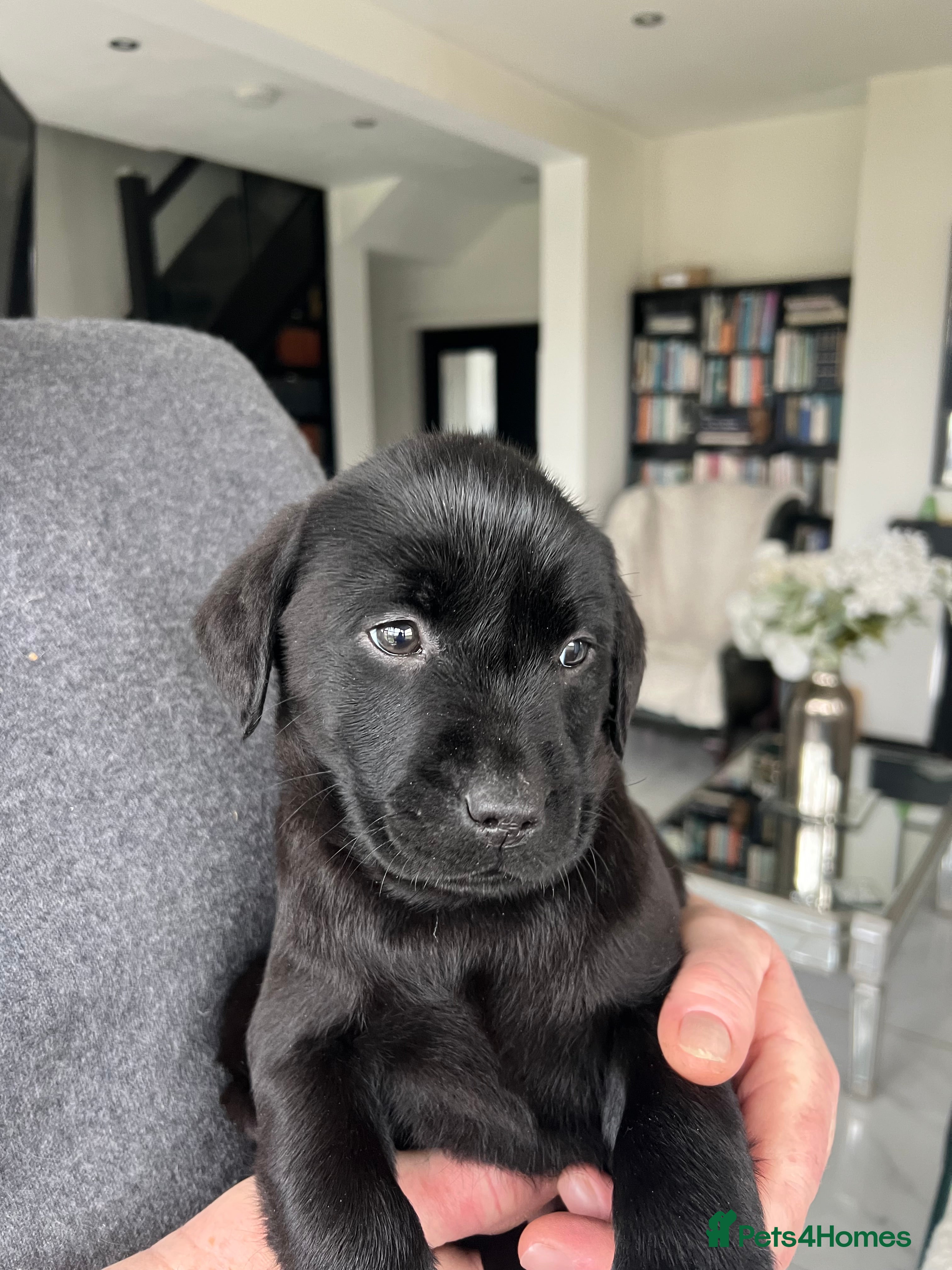 Labrador Retriever dogs 7 week old fantastic labrador pups  - Advert 1