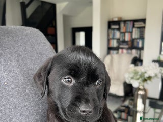 Labrador Retriever dogs 7 week old fantastic labrador pups - Advert 4
