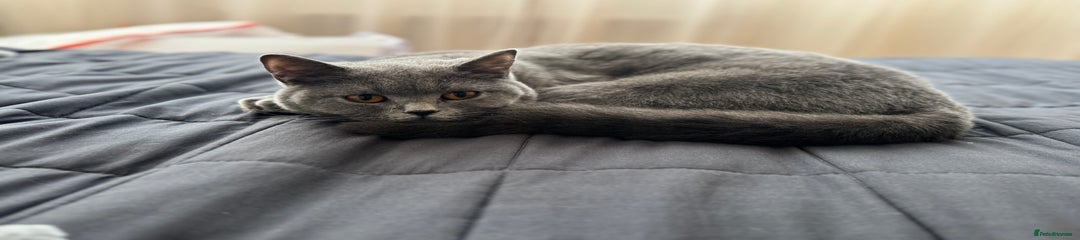 British Shorthair Kitten 1