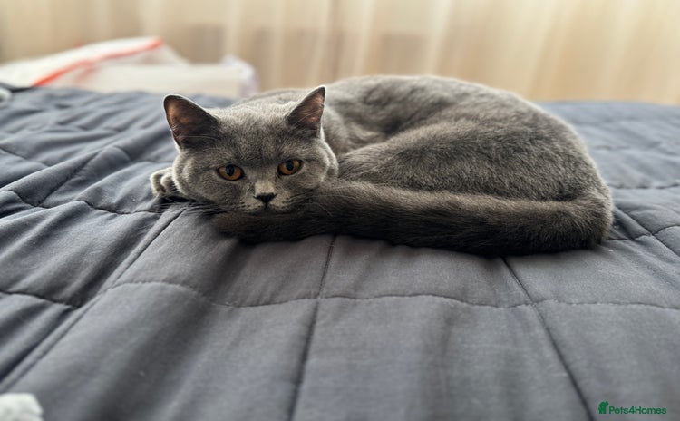 British Shorthair cats - Advert 9