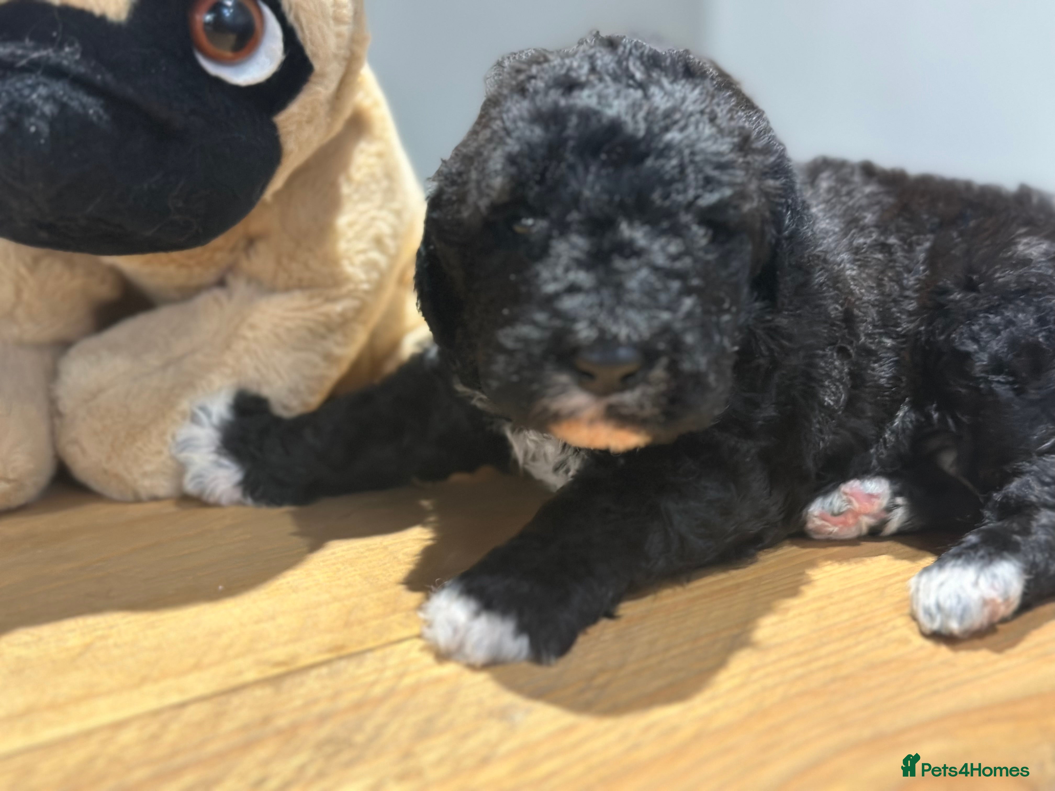 Mixed Breed dogs F1B STANDARD PRA CLEAR STBERNADOODLE - Advert 14