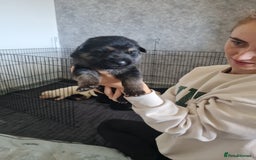 German Shepherd dogs for sale: German shepherd puppies  - Image 9
