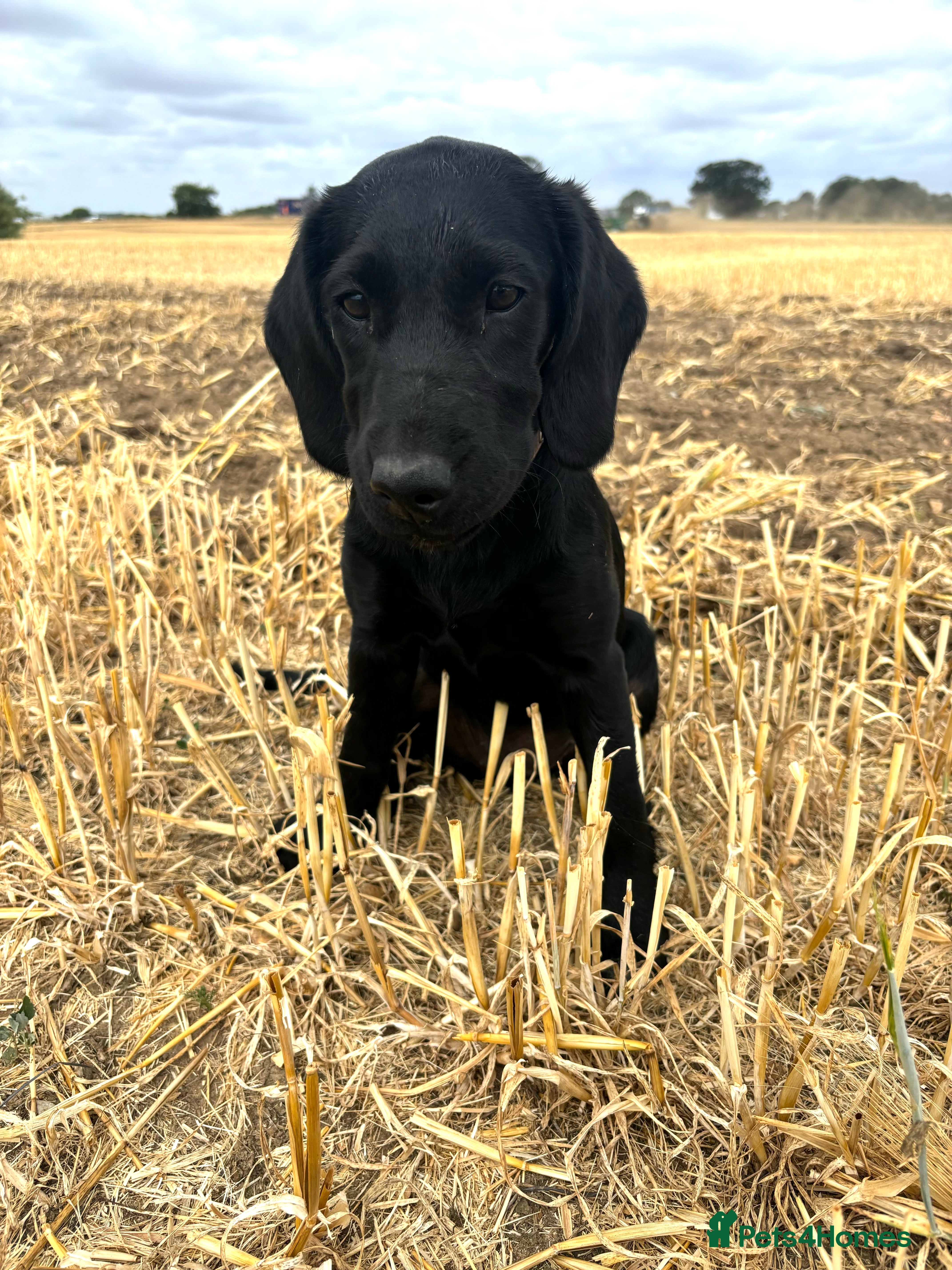 Springador dogs Springador girl 🩷 - Advert 4