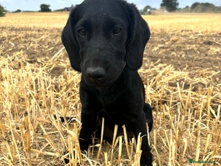 Springador dogs Springador girl 🩷 - Advert 5