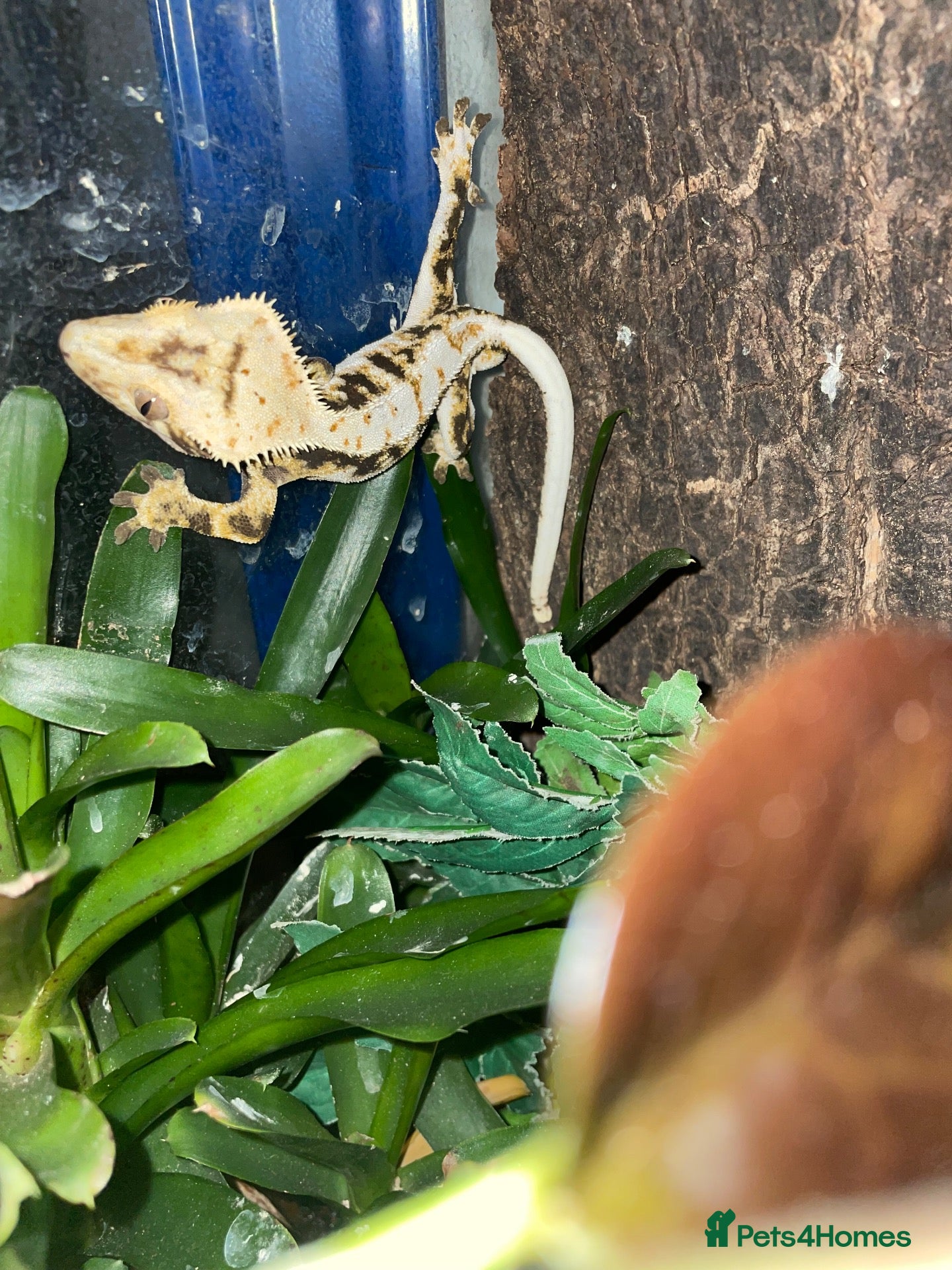 Mixed Breed reptiles Reptiles for sale - Advert 2