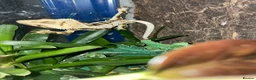 Mixed Breed reptiles for sale: Reptiles for sale in Taunton - Advert 3