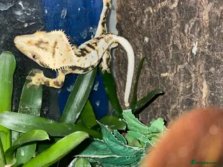 Mixed Breed reptiles Reptiles for sale - Advert 2