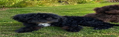 Cockapoo 2