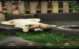 Mixed Breed dogs for sale: Beautiful girl looking for a loving home - Image 4
