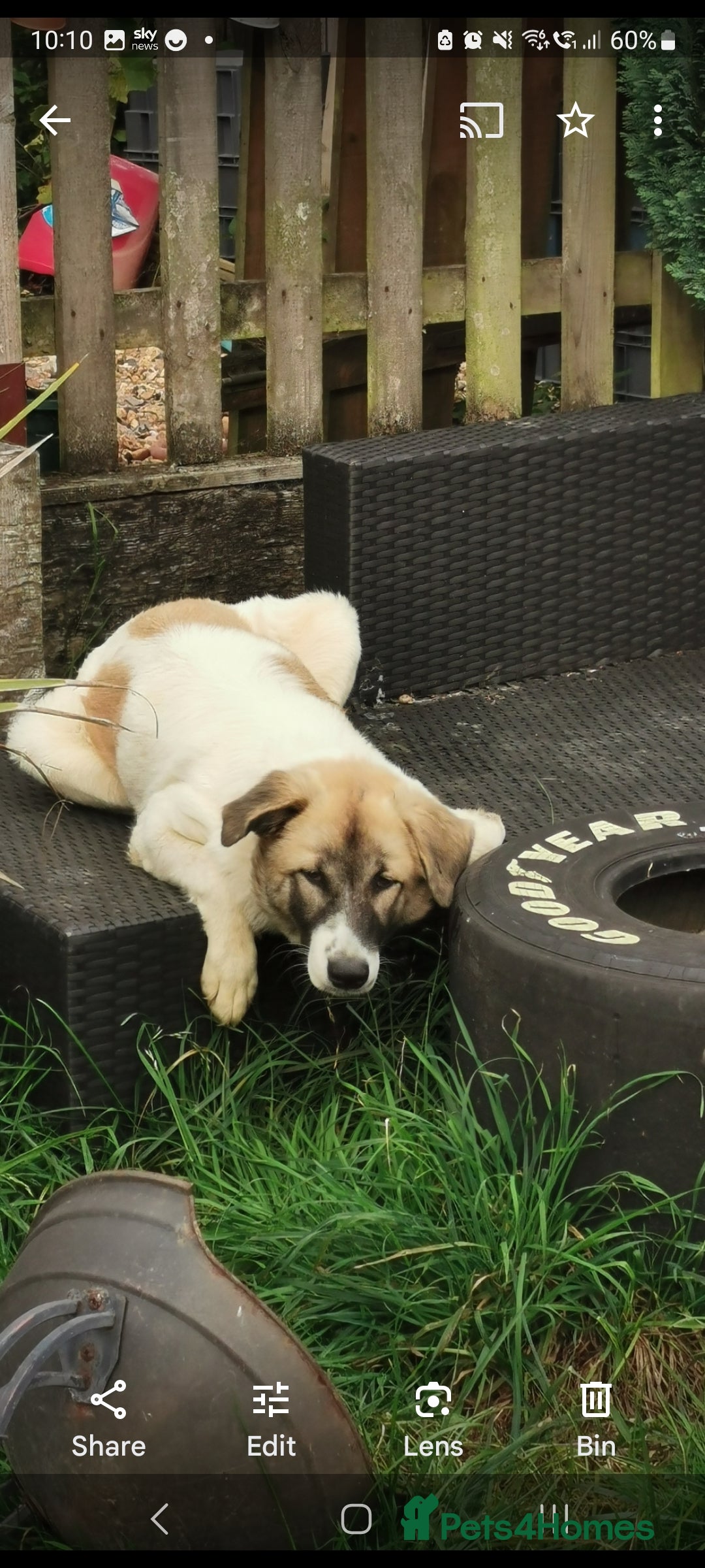 Mixed Breed dogs for sale: Beautiful girl looking for a loving home - Image 4