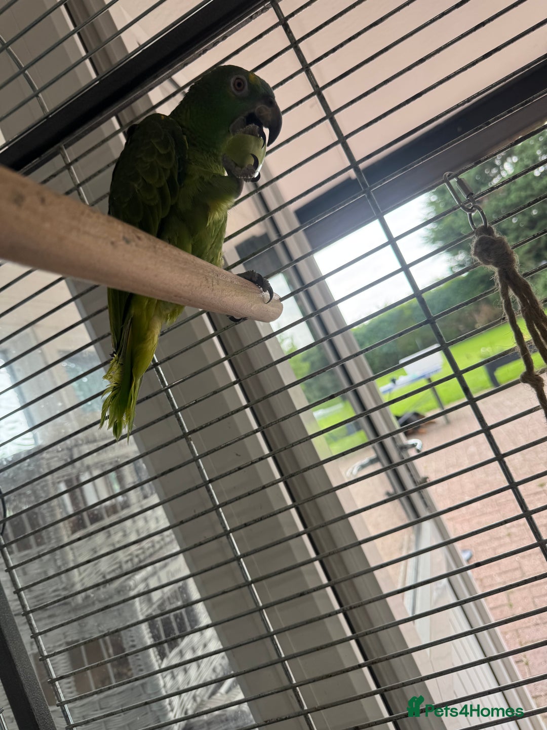 Parrots birds for sale: Blue fronted Amazon  - Image 4