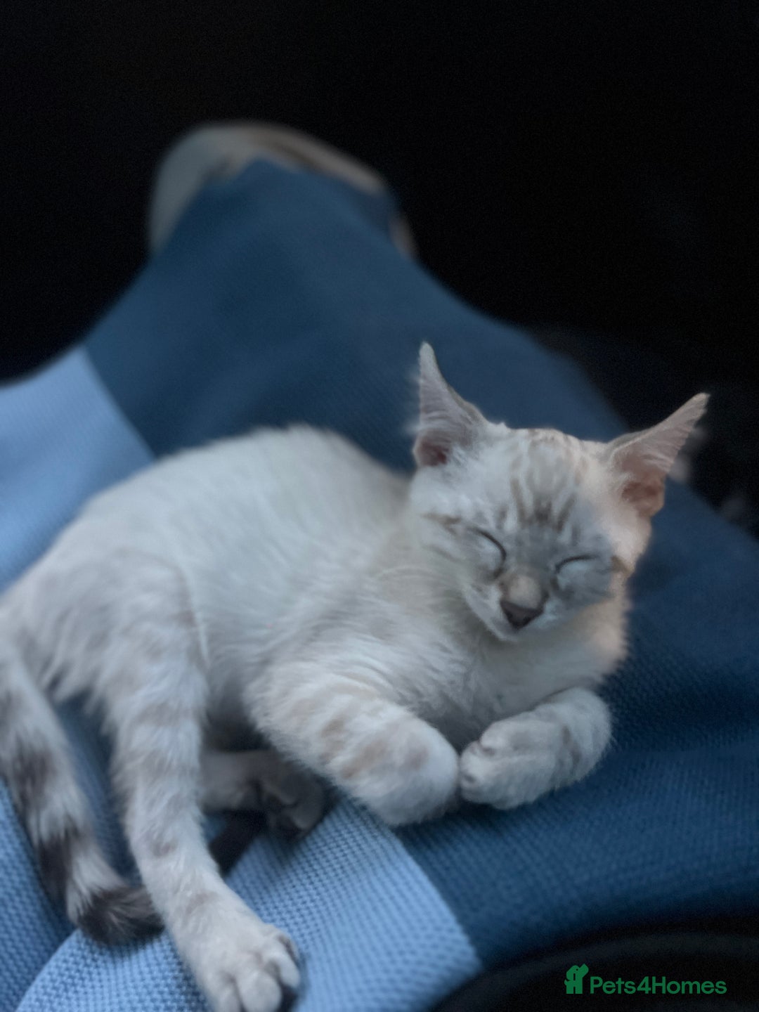 Ragdoll cats for sale: 2 ragdoll x bengal kittens  - Image 3