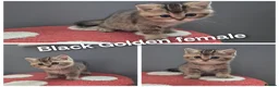 British Shorthair cats for sale: Golden British babies - Advert 7
