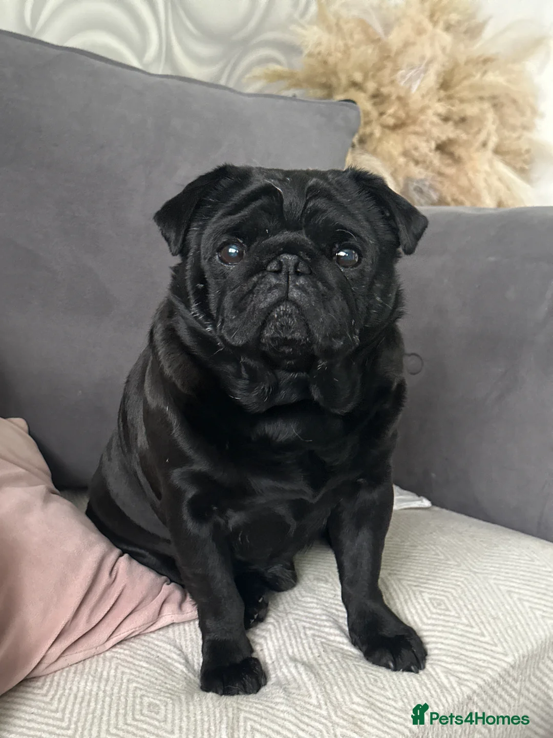 Pug dogs for stud: Pug for stud PDE clear (proven) in Saint Helens - Advert 2