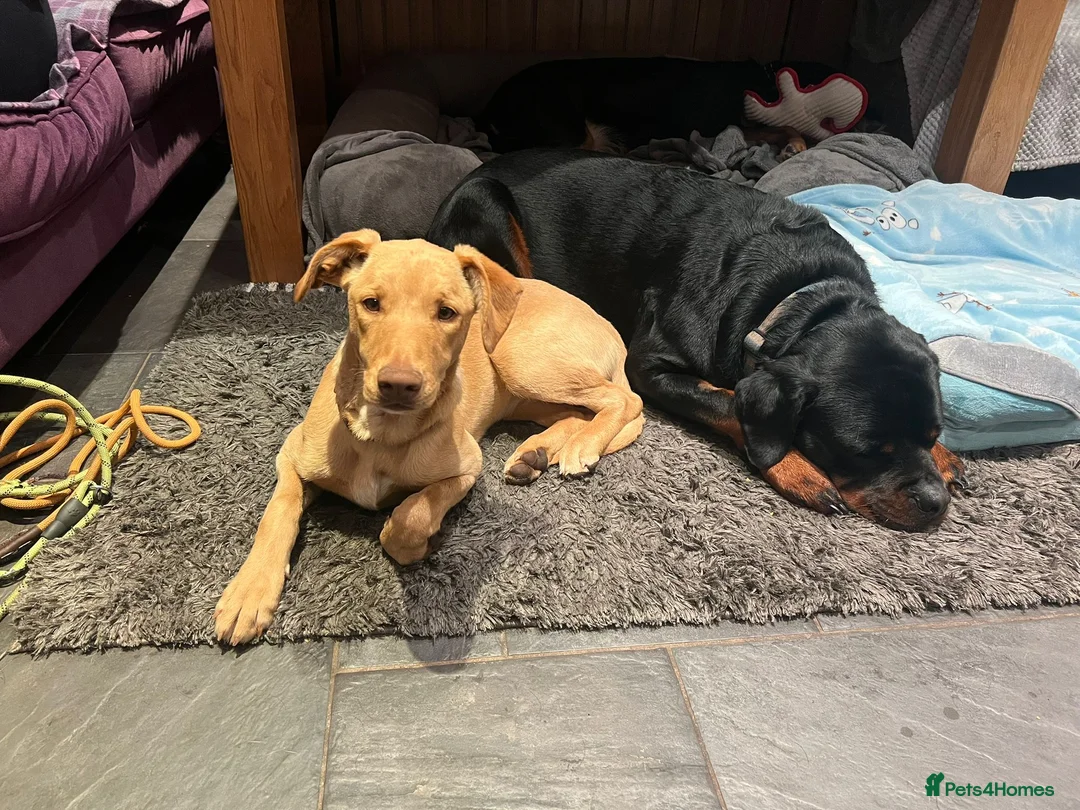 Mixed Breed dogs for sale: Sweet Caramel looking for her family - Advert 8