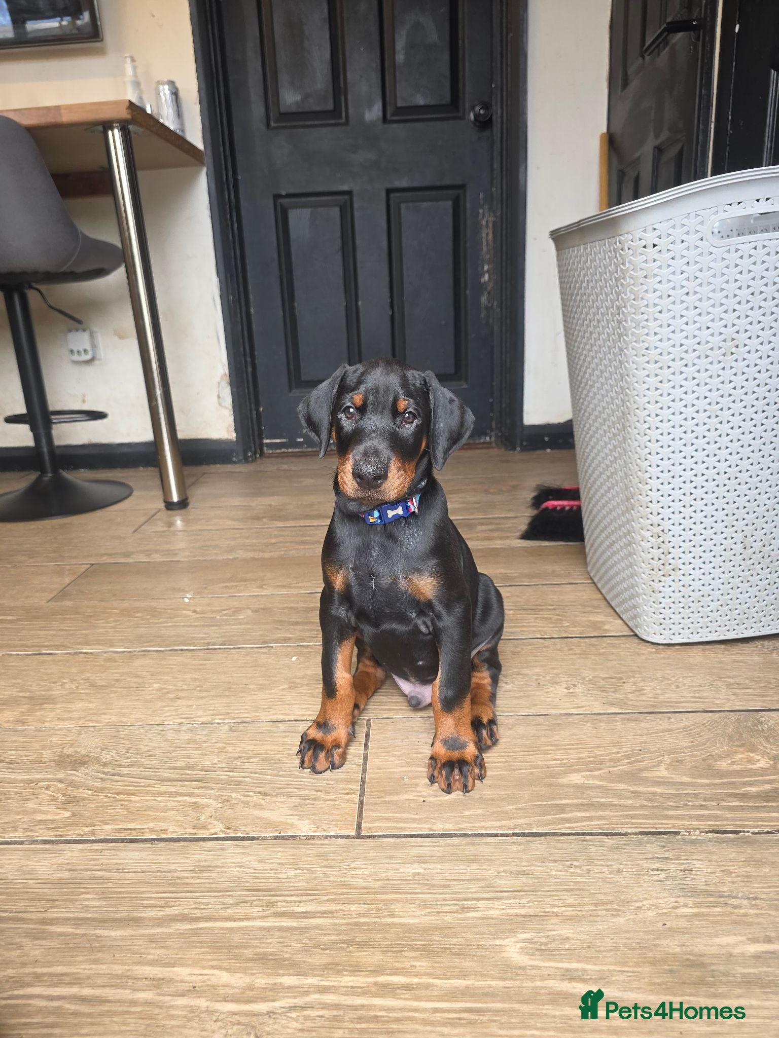 Dobermann dogs 7 week old Pedigree Chunky Doberman Puppies - Advert 2