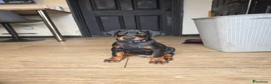 Dobermann light blue collar PB