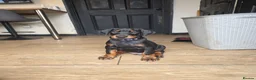 Dobermann dogs for sale: Ready to leave, 8 week old Pedigree Doberman Pup - Advert 23