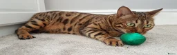 Bengal cats for sale: Bengal Female (indoor only) in Southampton - Advert 3