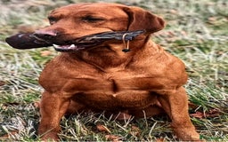 Labrador Retriever dogs for sale: Fox Red Labrador Puppies  - Image 16