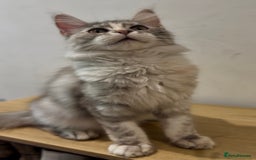 Maine Coon cats for sale: Maine coon kittens•Ready to leave•Fully vaccinated - Image 5