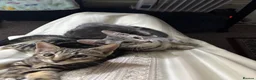 Domestic Shorthair cats for sale: 𝟐 𝐃𝐎𝐌𝐄𝐒𝐓𝐈𝐂 𝐒𝐇𝐎𝐑𝐓𝐇𝐀𝐈𝐑 🤎🩶 - Advert 11