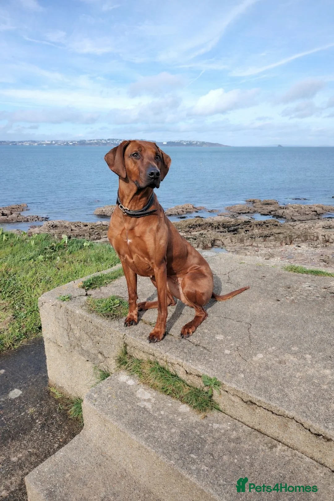 Rhodesian Ridgeback dogs for sale: Gorgeous red wheaten male puppy  - Advert 8