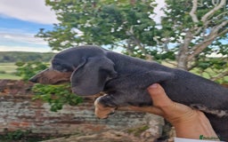 Dachshund dogs for sale: Standard Dachshund Show-quality Puppies - Image 5