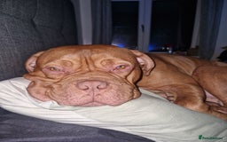 Mixed Breed dogs for sale: Urgent !! Dogue de bordeux Bruce  - Image 7