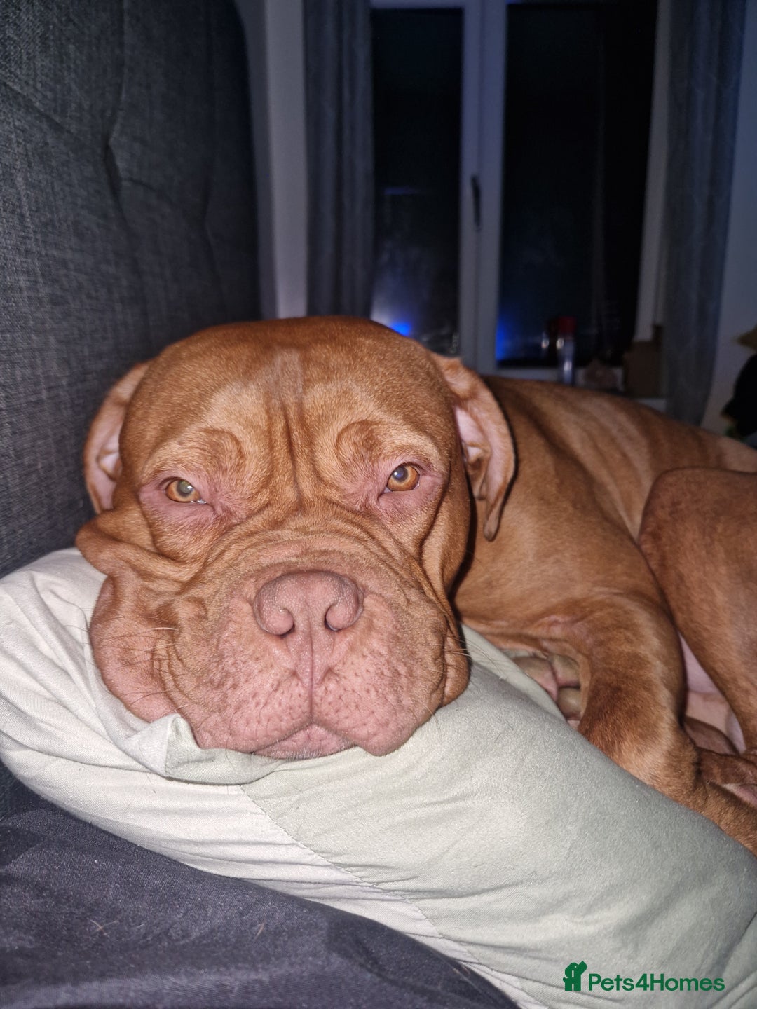 Mixed Breed dogs for sale: Urgent !! Dogue de bordeux Bruce  - Image 7