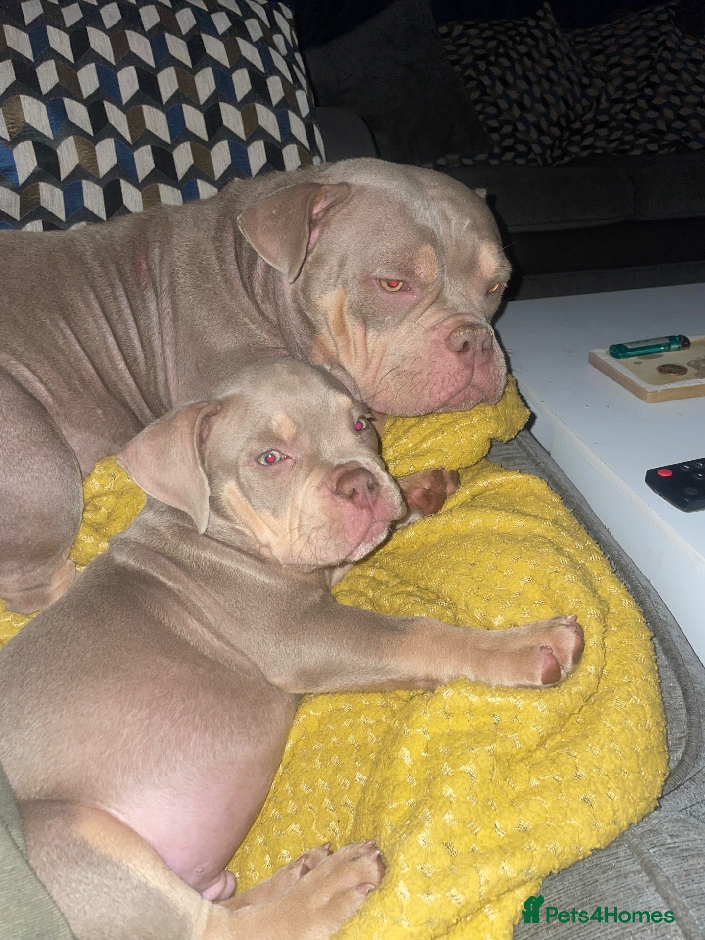 American Bully dogs Micro  Exotic  bullies - Advert 1