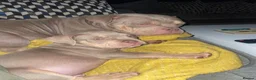 American Bully dogs for sale: Micro  Exotic  bullies - Advert 1