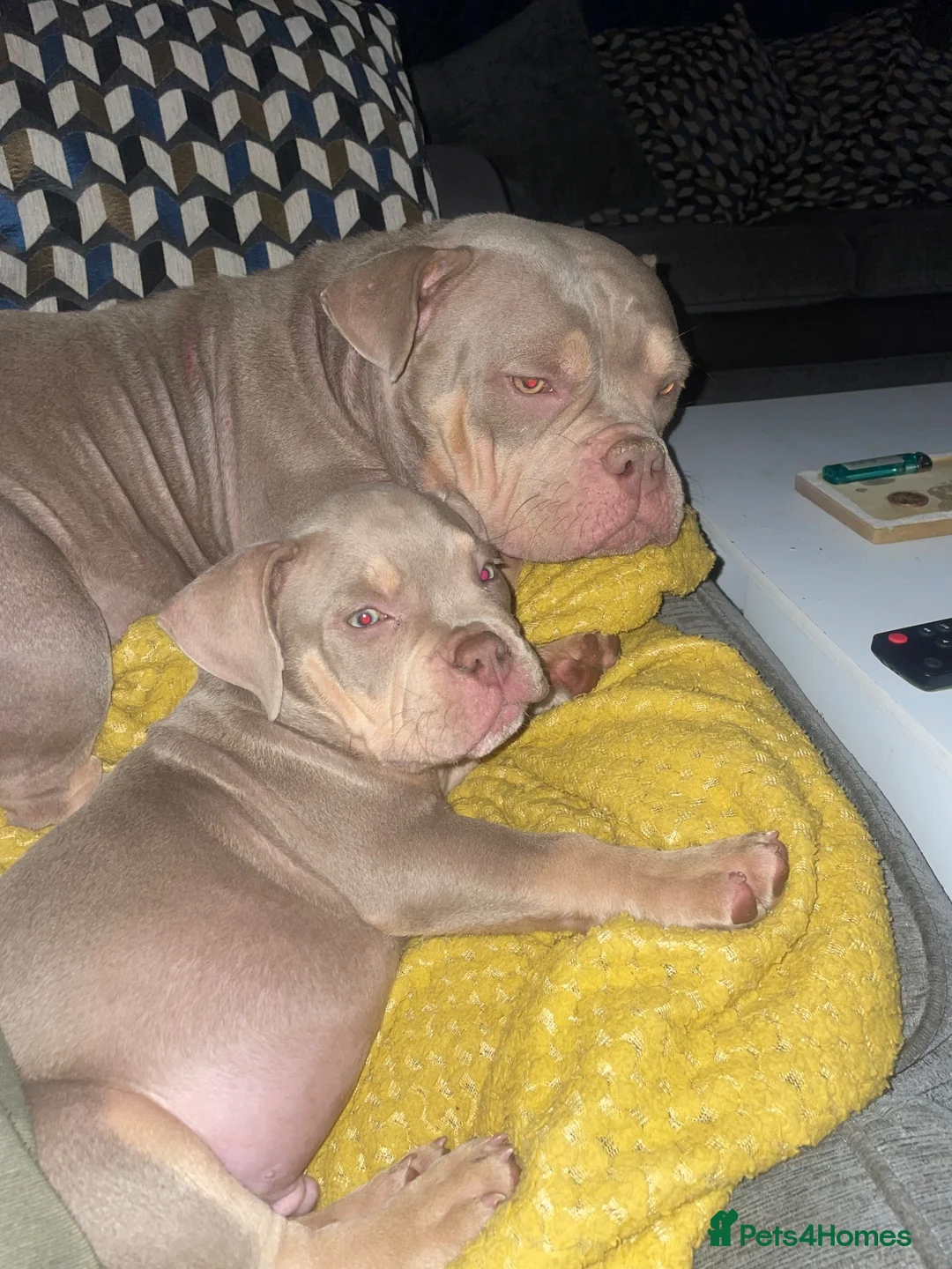 American Bully dogs for sale: Micro  Exotic  bullies - Advert 1