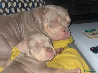American Bully dogs Micro Exotic bullies - Advert 1