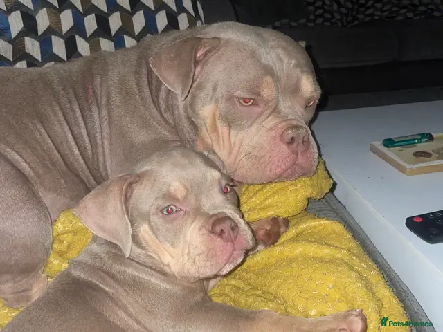 American Bully dogs Micro Exotic bullies - Advert 1