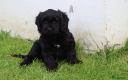 Cavapoo dogs for sale: Beautiful Cavapoo puppies for sale - Image 19